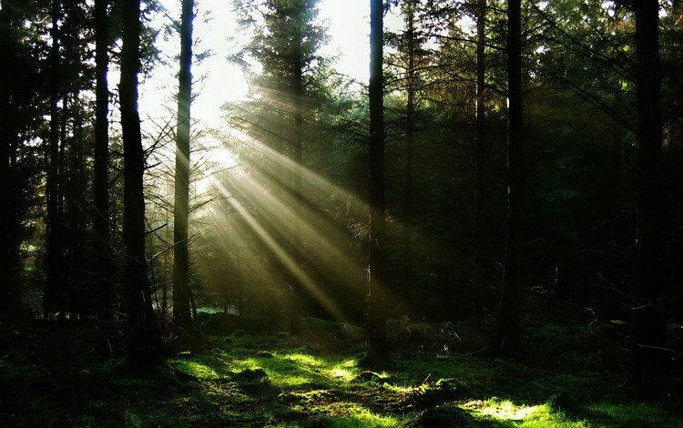 свет, солнце, лес, лучи, light, the sun, forest, rays