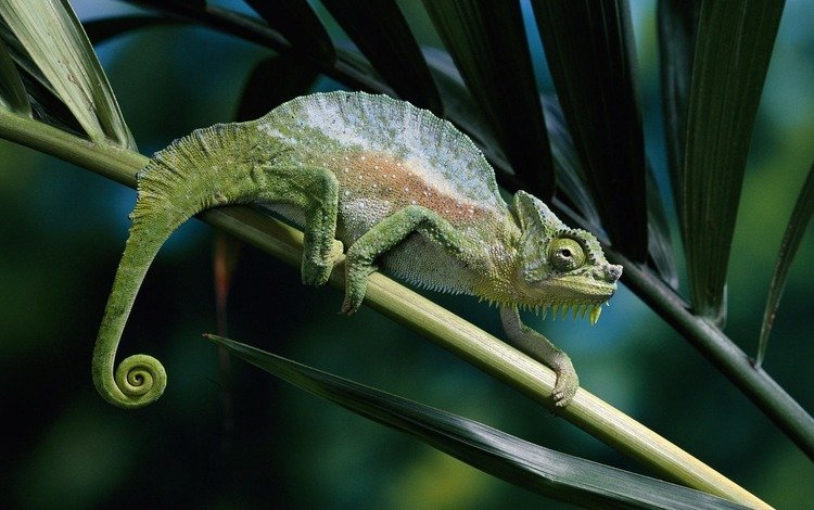 зелёный, хмелион, на ветке, хамелеон, green, helion, on the branch, chameleon