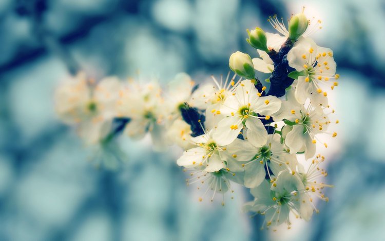природа, дерево, цветение, размытость, весна, nature, tree, flowering, blur, spring