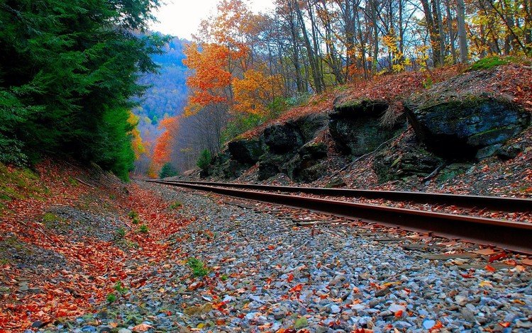 дорога, лес, осень, железная, road, forest, autumn, iron