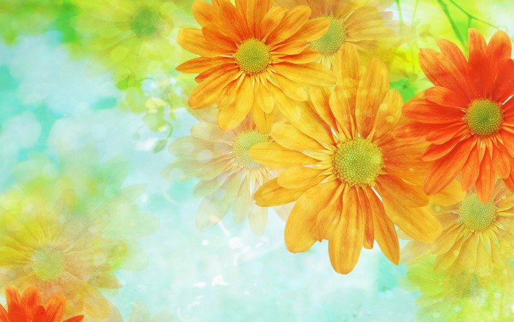 цветы, обои, фон, светлый, flowers, wallpaper, background, light