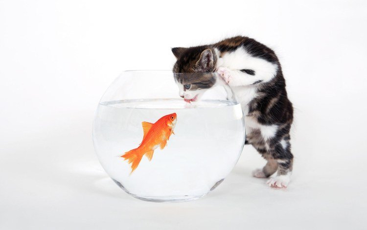 котенок, белый, аквариум, рыбка, kitty, white, aquarium, fish