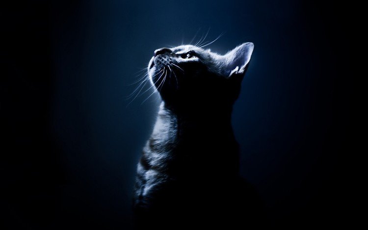 свет, кошак, синий, кот, мордочка, усы, кошка, взгляд, профиль, черный фон, black background, light, koshak, blue, cat, muzzle, mustache, look, profile