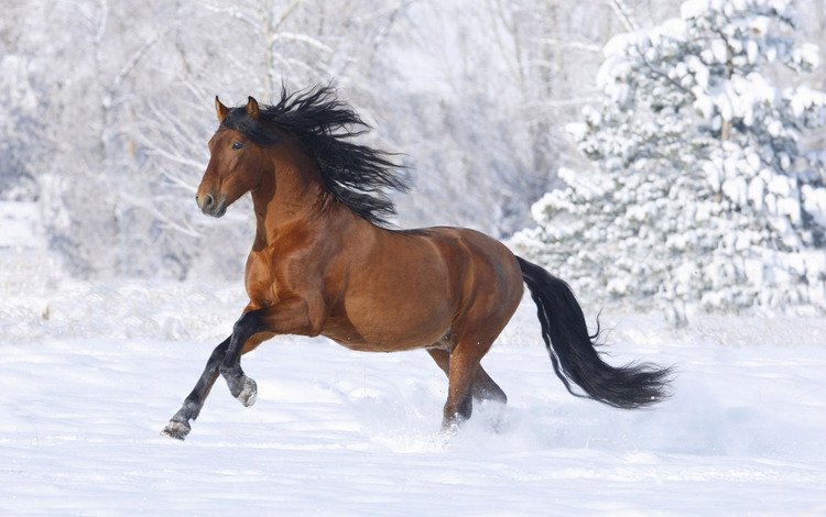 лошадь, снег, зима, horse, snow, winter