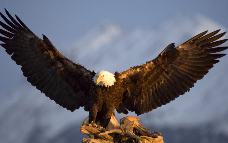 крылья, орел, птица, аляска, в горах, wings, eagle, bird, alaska, in the mountains