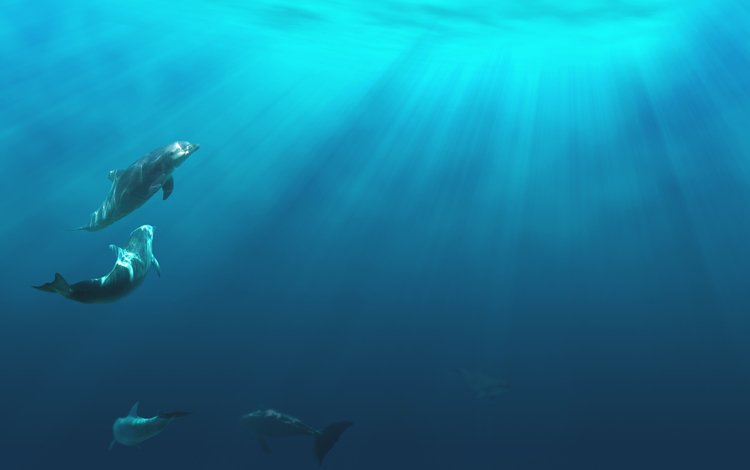 свет, дельфины, подводная, light, dolphins, underwater