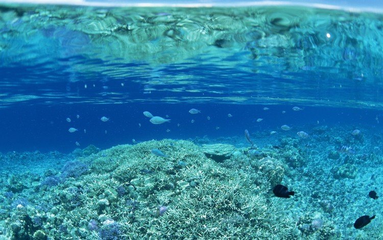 вода, рыбки, дно, кораллы, water, fish, the bottom, corals