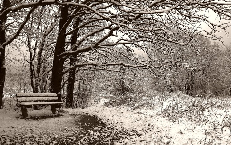 деревья, снег, зима, чёрно-белое, сепия, скамейка, trees, snow, winter, black and white, sepia, bench