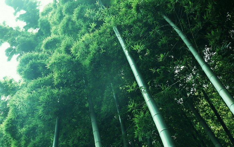 свет, растения, зелёный, бамбук, light, plants, green, bamboo