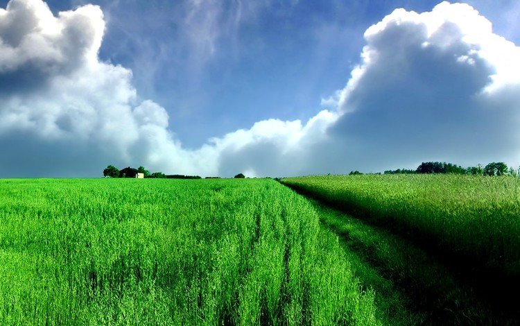 облака, зелёный, поле, панорама, clouds, green, field, panorama