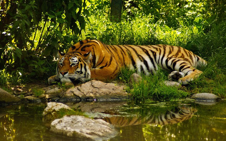 тигр, морда, вода, хищник, пруд, отдых, умиротворение, полосый, tiger, face, water, predator, pond, stay, peace
