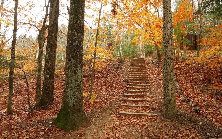 деревья, обои, лестница, осень, trees, wallpaper, ladder, autumn