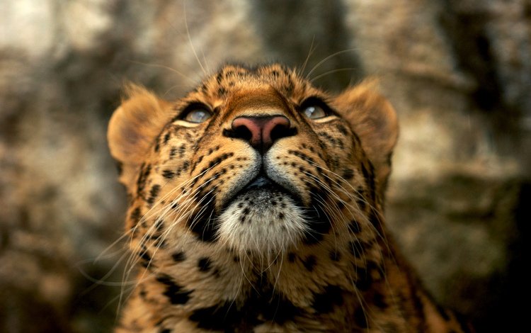 усы, леопард, внимание, mustache, leopard, attention