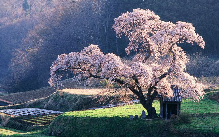 дерево, сакура, клозет, tree, sakura, the closet