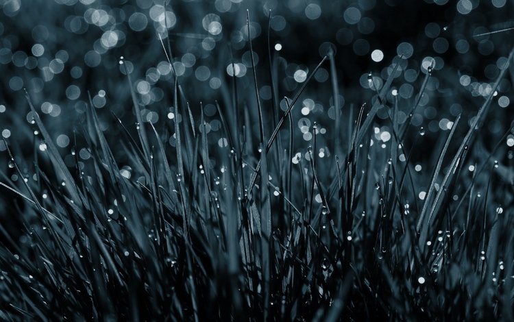 трава, капли, без цвета, grass, drops, without color