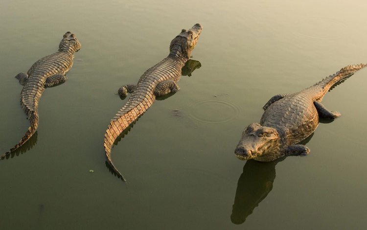 вода, отражение, крокодилы, кайманы, water, reflection, crocodiles, cayman