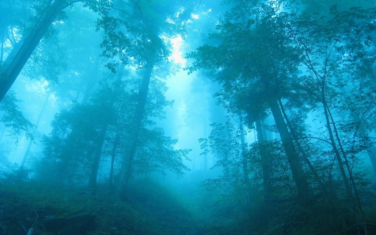 деревья, лес, синий, туман, trees, forest, blue, fog