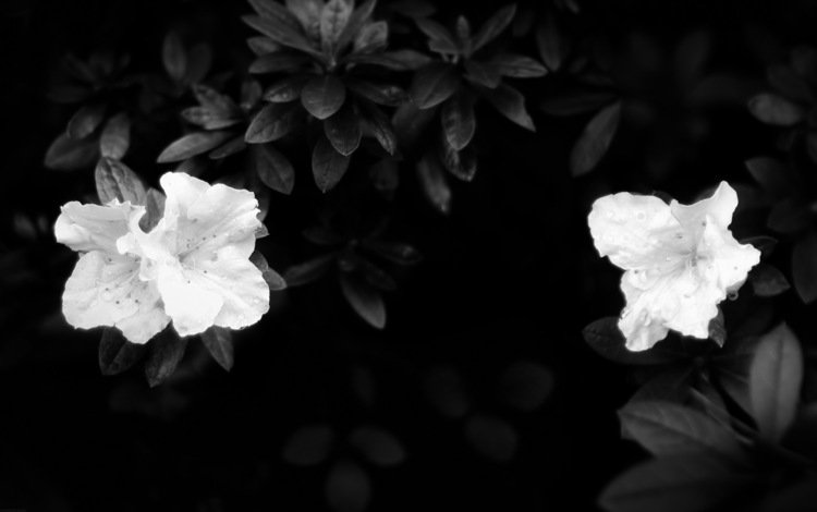 листья, лепестки, чёрно-белое, белые, темнота, leaves, petals, black and white, white, darkness