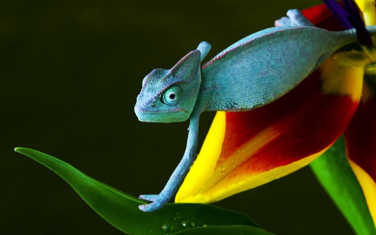 желтый, зелёный, синий, цветок, красный, ползет, хамелеон, yellow, green, blue, flower, red, crawling, chameleon