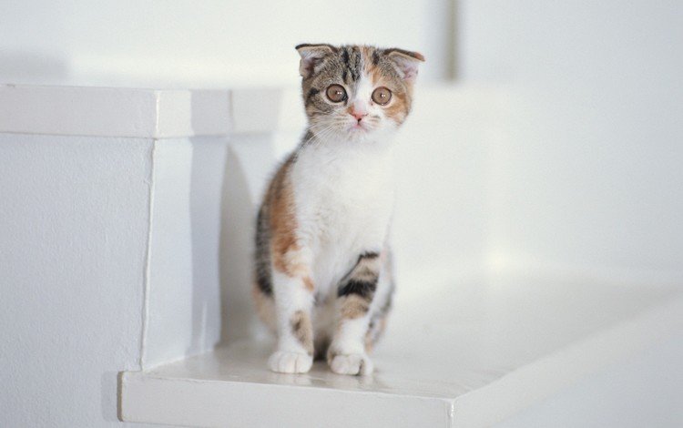 лестница, котенок, белый, ladder, kitty, white