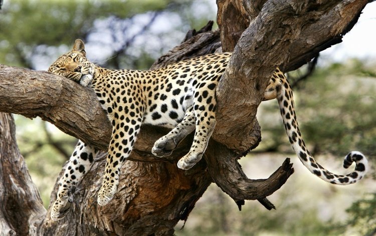 дерево, сон, леопард, удобный, спящий леопард, tree, sleep, leopard, convenient, sleeping leopard