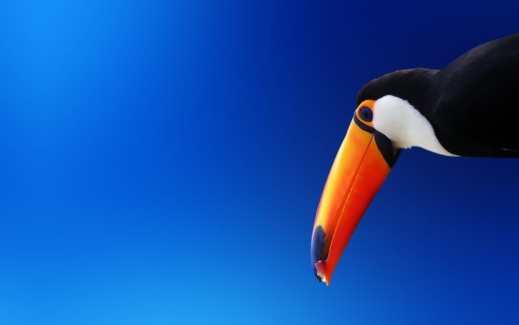 птица, тукан, клюв, оранжевый, bird, toucan, beak, orange