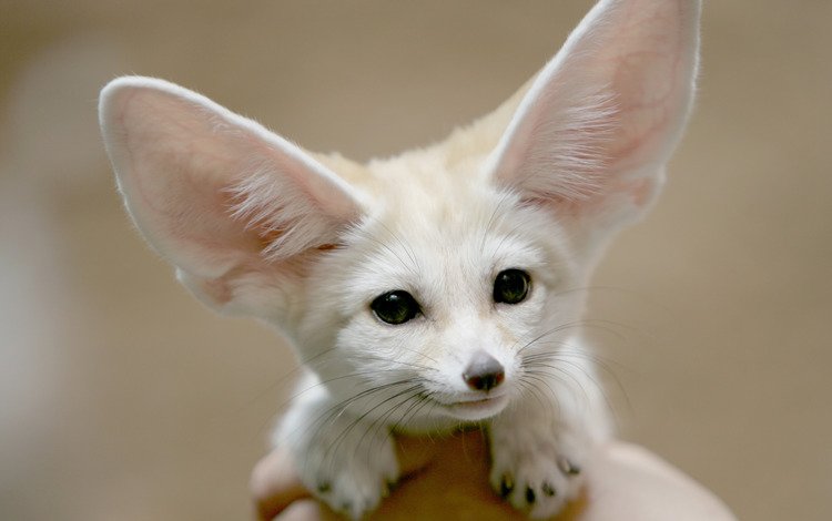 морда, взгляд, лиса, фенек, уши, ушан, лисичка, face, look, fox, fenech, ears, brown long-eared bat