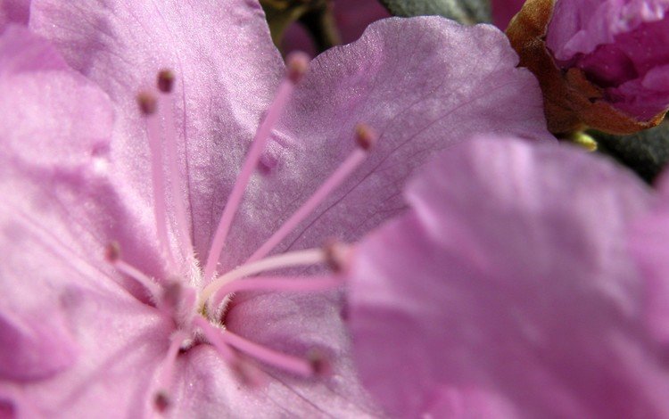 макро, цветок, лепестки, тычинки, розовый, нежный, macro, flower, petals, stamens, pink, gentle