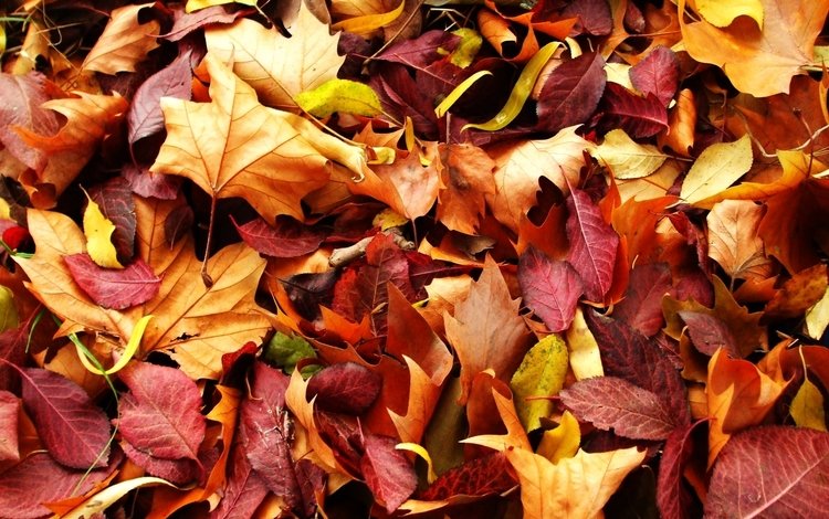 природа, листья, макро, осень, красно жёлтые листья, nature, leaves, macro, autumn, red yellow leaves