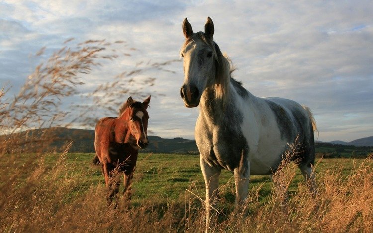 природа, поле, лошади, кони, порода, окрас, nature, field, horse, horses, breed, color