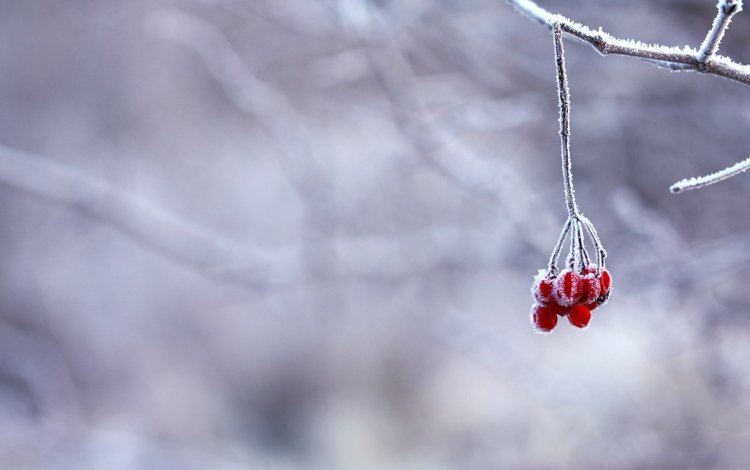 ветка, снег, зима, иней, красные, ягоды, branch, snow, winter, frost, red, berries
