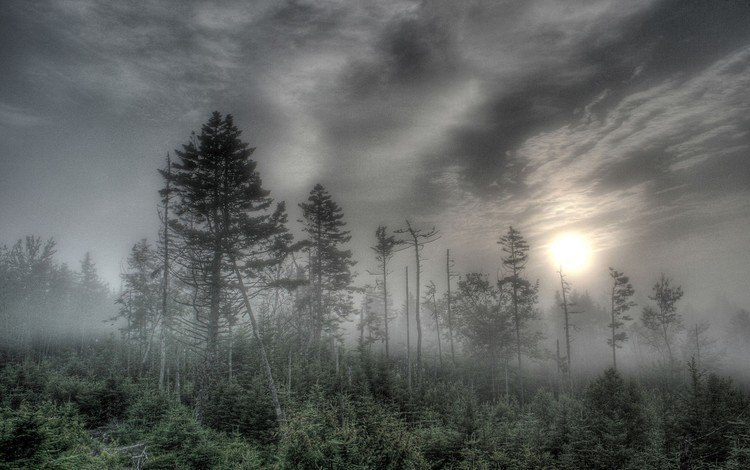 деревья, солнце, лес, туман, trees, the sun, forest, fog