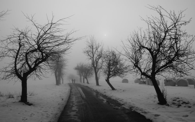дорога, деревья, зима, чёрно-белое, road, trees, winter, black and white