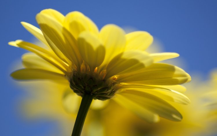 природа, желтый, цветок, маргаритка, nature, yellow, flower, daisy