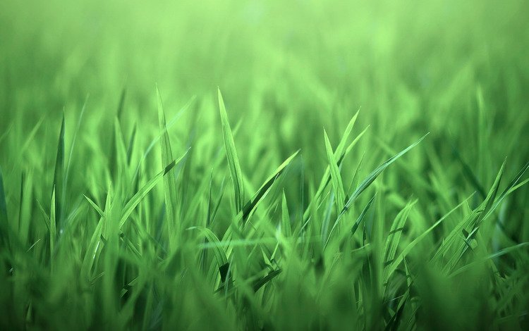 трава, природа, листочки, зеленая, grass, nature, leaves, green