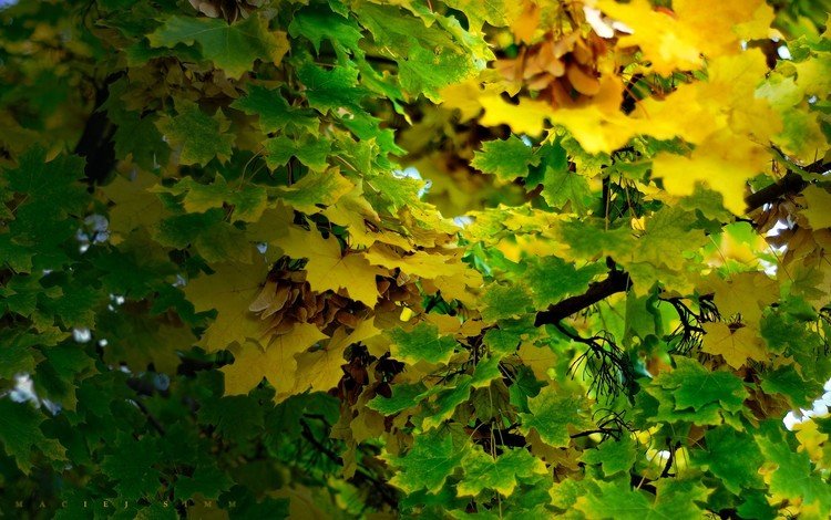 листья, ветки, осень, leaves, branches, autumn
