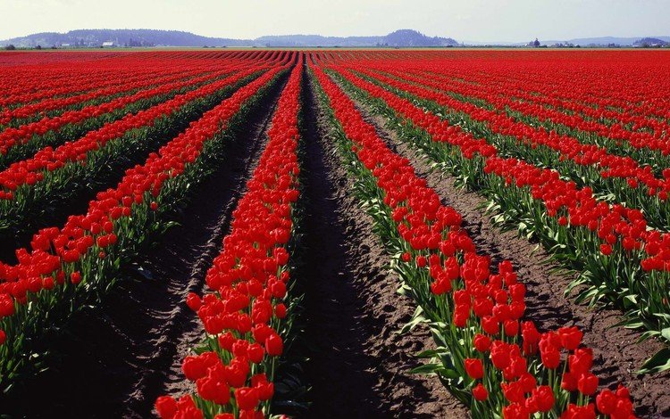 поле, панорама, тюльпаны, field, panorama, tulips