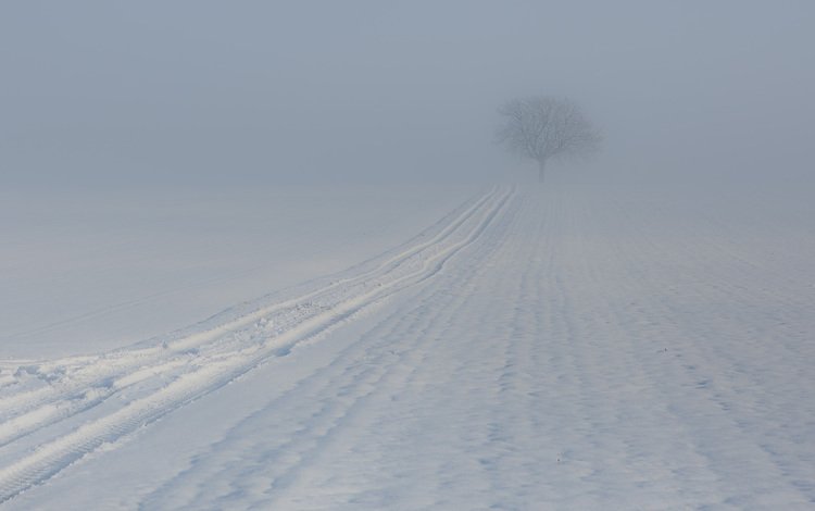 дерево, зима, туман, след, tree, winter, fog, trail