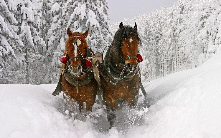 деревья, сугробы, снег, зима, сани, лошади, кони, winter sledge, красивые, глубокие, deep, trees, the snow, snow, winter, sleigh, horse, horses, beautiful