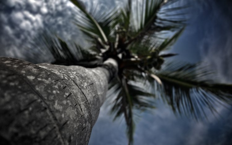 небо, вид, пальма, вид снизу, ствол дерева, the sky, view, palma, bottom view, the trunk of the tree
