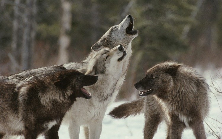 хищник, волки, стая, воют, волк, predator, wolves, pack, howl, wolf