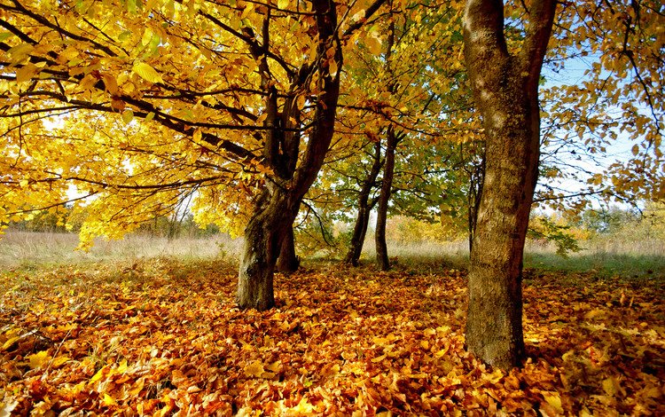 деревья, природа, листья, фото, осень, осенние обои, trees, nature, leaves, photo, autumn, autumn wallpaper