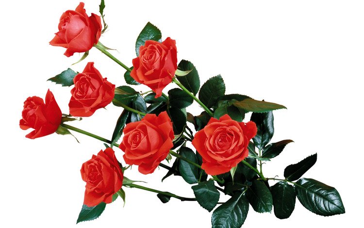 ветка, роза, лепестки, бутон, листочки, букет, стебель, красная роза, branch, rose, petals, bud, leaves, bouquet, stem, red rose