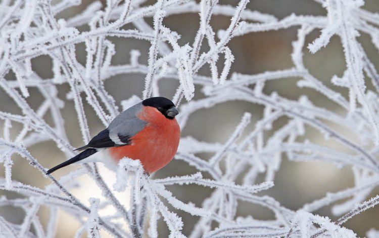 снег, зима, ветки, иней, птица, снегирь, snow, winter, branches, frost, bird, bullfinch