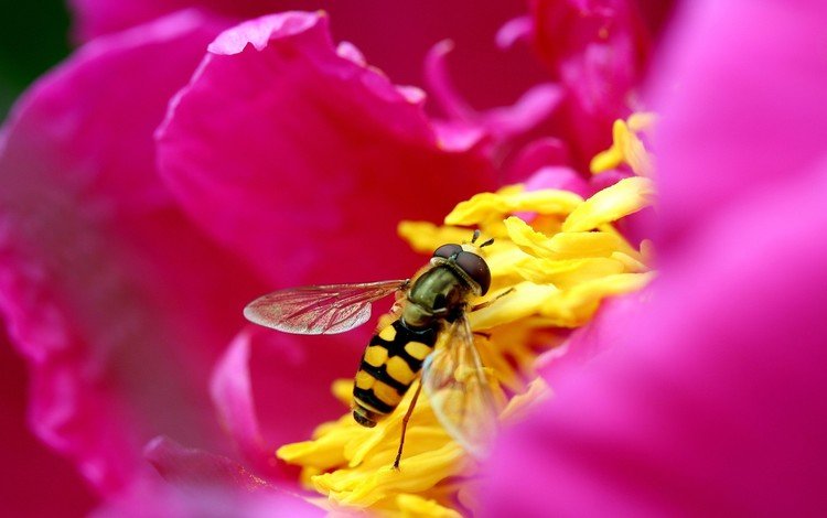 цветок, лепестки, розовый, пчела, flower, petals, pink, bee