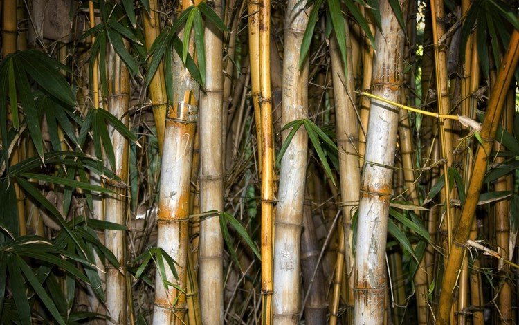 листья, бамбук, leaves, bamboo