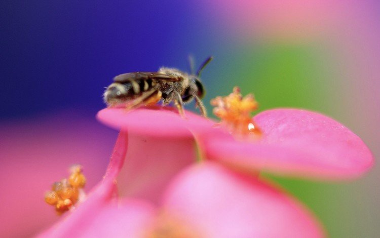 цветок, цвет, пчела, flower, color, bee