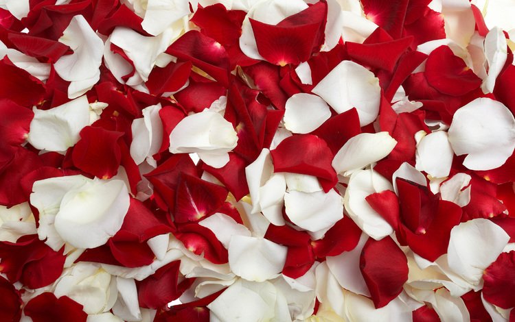 роза, лепестки, красные, белые, rose, petals, red, white