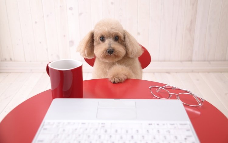 стол, собака, компьютер, пудель, table, dog, computer, poodle
