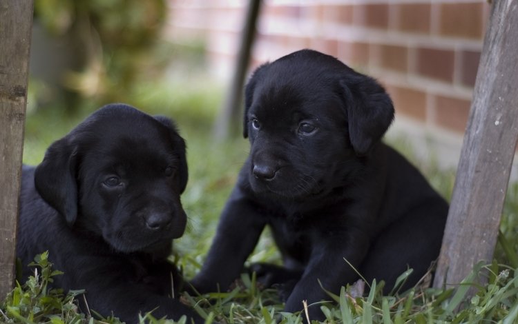щенки, малыши, черненькие, двор, puppies, kids, black, yard